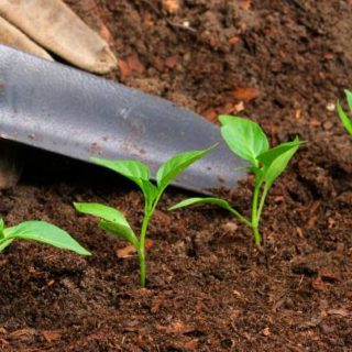 древесный отход