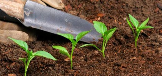 древесный отход