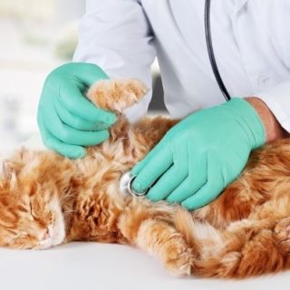 утилизация ветеринарных отходов