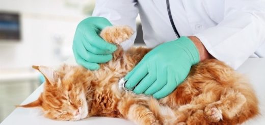 утилизация ветеринарных отходов
