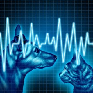 утилизация ветеринарных отходов