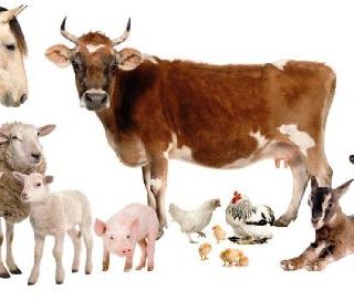 биологические отходы