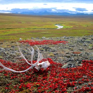 Экологические проблемы в зоне тундры