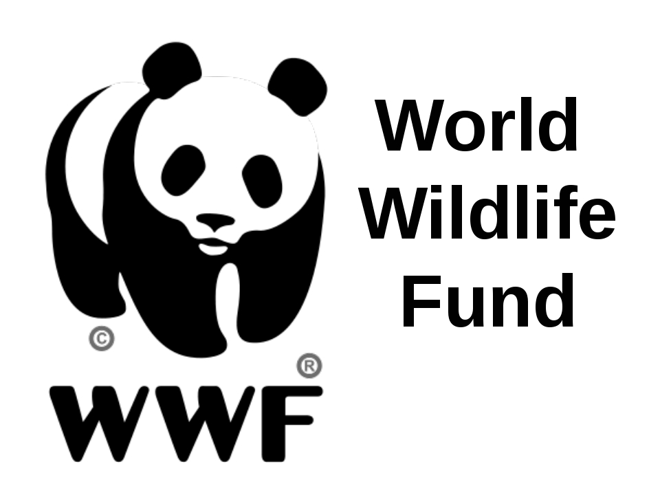 Что такое wwf 4 класс