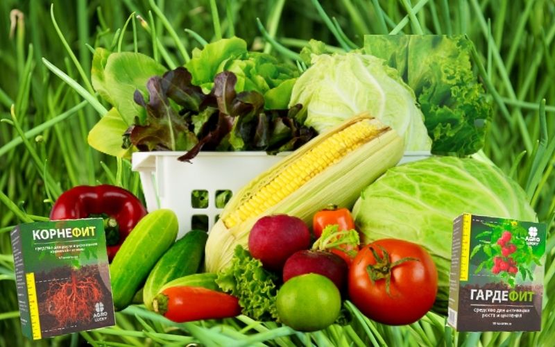 Корнефит и ГардеФит: двойной удар для здоровья ваших растений - биокомплекс, ускоряющий рост и укрепляющий структуру
