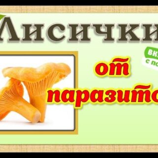 ЛИСИЧКИ БИО-ЧИСТКА Эффективное средство от паразитов