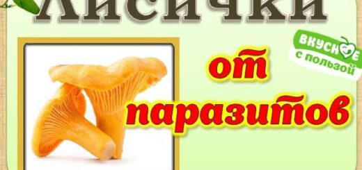 ЛИСИЧКИ БИО-ЧИСТКА Эффективное средство от паразитов